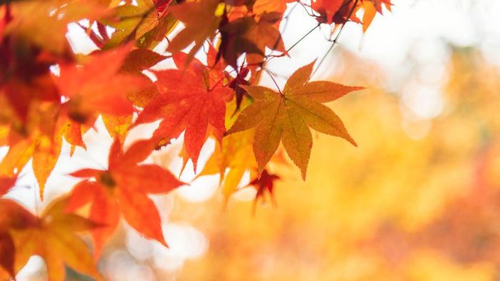 A close-up view of autumn leaves reveals their intricate details and vivid colors.