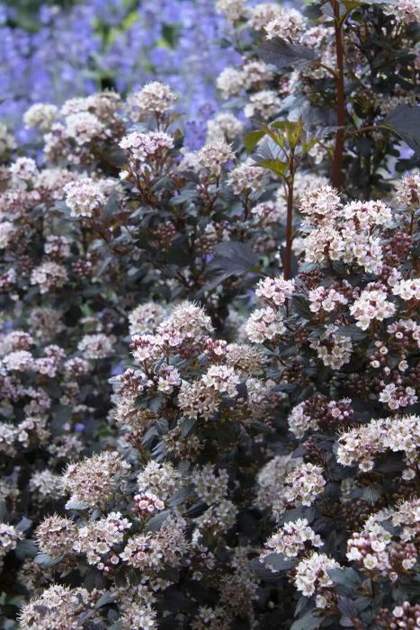 Autumn Plants, Little Joker Ninebark small flowers