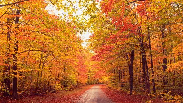 The autumn forest, with its myriad of colors, offers a breathtaking sight. A walk through these woods in fall reveals the stunning natural palette.