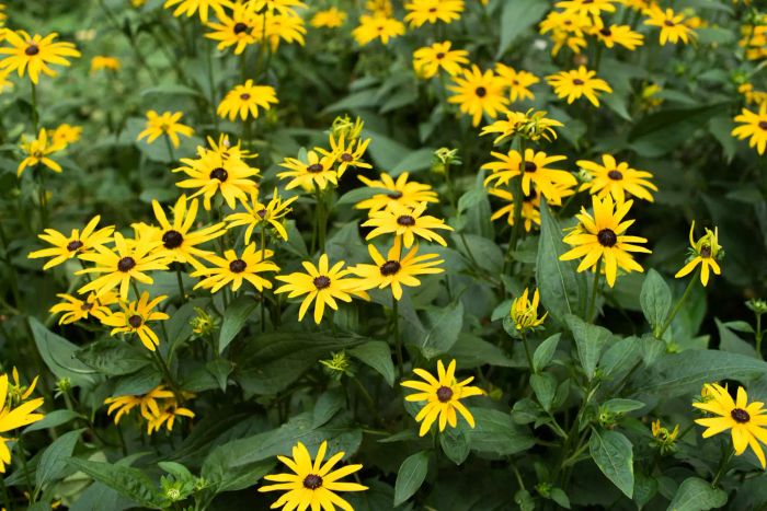 Rudbeckia flowers
