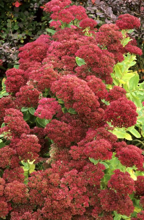 Sedum 'Autumn Joy', Sedum 'Herbstfreude'