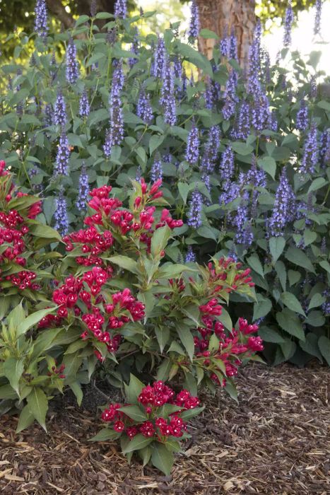 Autumn Plants Crimson Kisses Weigela