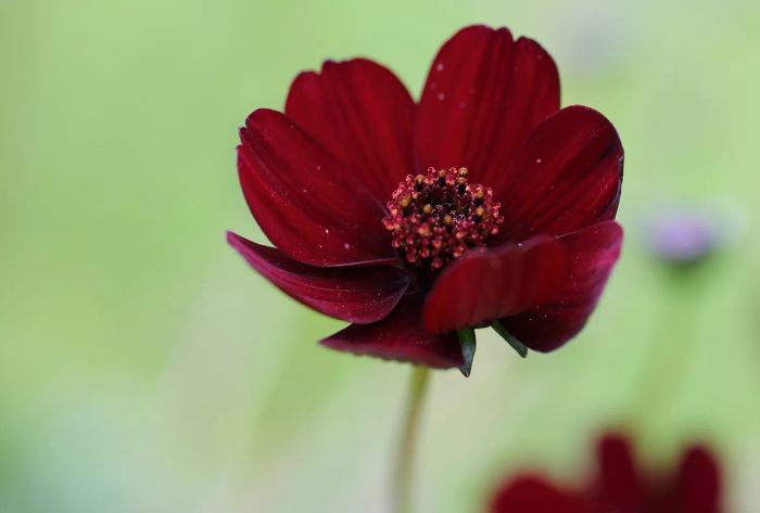 chocolate cosmos