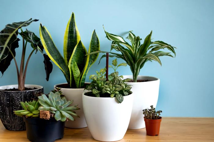 A collection of indoor garden plants featuring a variety of species such as Snake plant, succulents, Ficus Pumila, lyrata, Hedera helix, and Alocasia sanderiana. A stylish botanical arrangement set against a blue interior background.