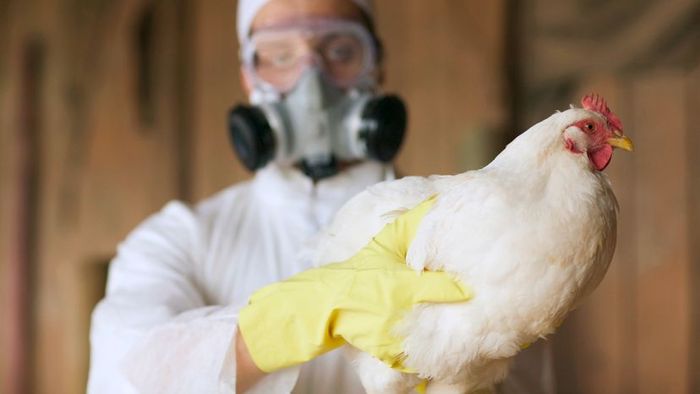 A person dressed in protective gear, including a suit and mask, holding a chicken.