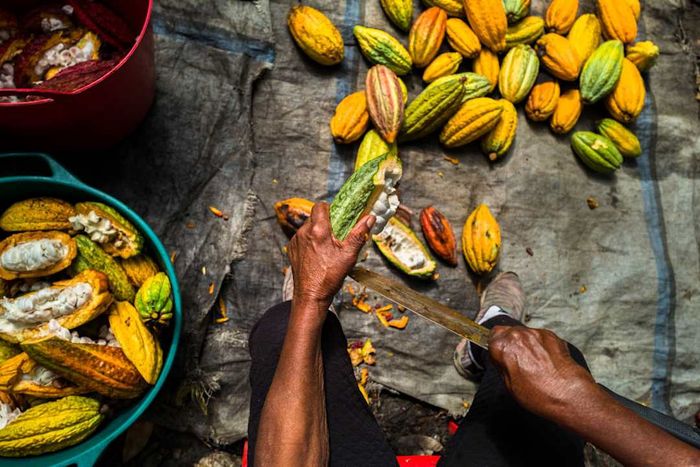 Chocolate is produced at a Cacao Farm in Colombia.