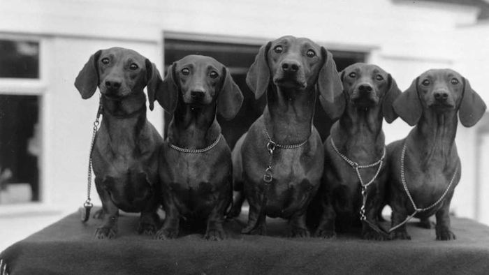 A Line of Dachshunds
