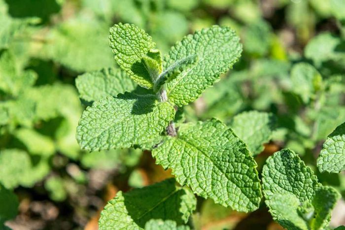 Mint leaves or peppermint herbs growing in a vegetable garden. They...