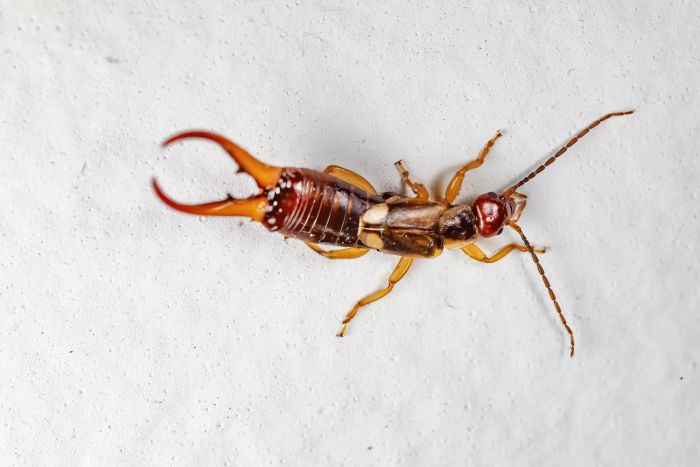 Earwig