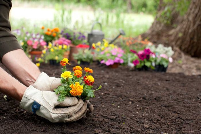 A person wearing gloves carefully planting vibrant orange marigolds.