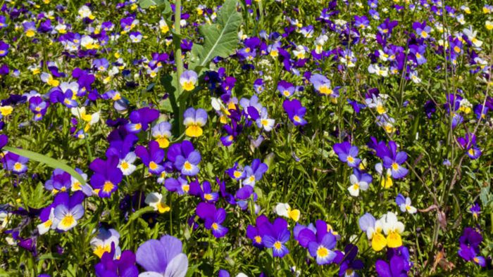 Colorful pansy flowers (Viola tricolor) blooming next to a large...