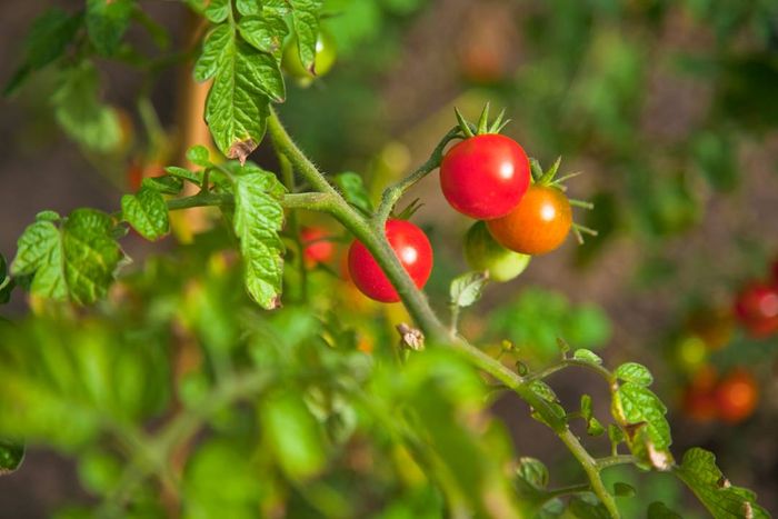 Tomato plants cultivated in local community gardens in London at...