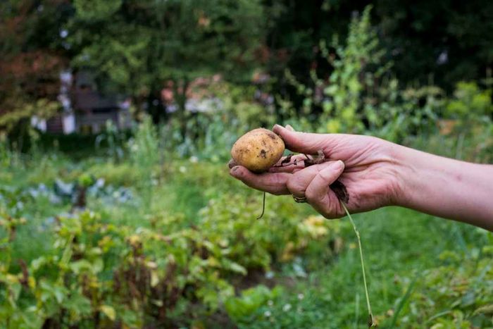 A person holding a potato in front of their garden