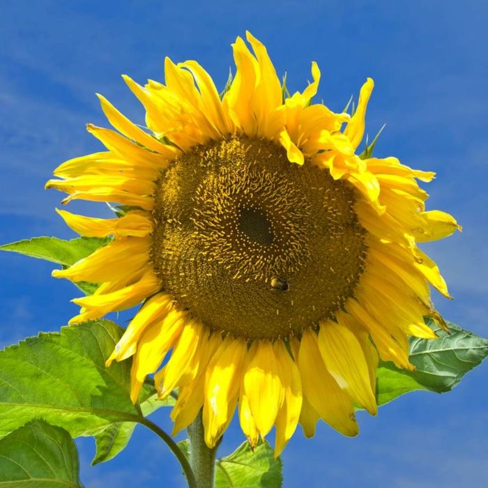 A sunflower perched on the upper terrace at Osborne