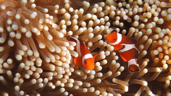 Two clownfish nestled among the stinging tentacles of a pale anemone