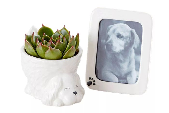 1-800 Flowers My Pawfect Pet for Sympathy