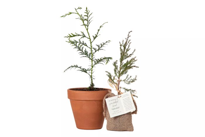 Uncommon Goods Plant with Love Memorial Tree
