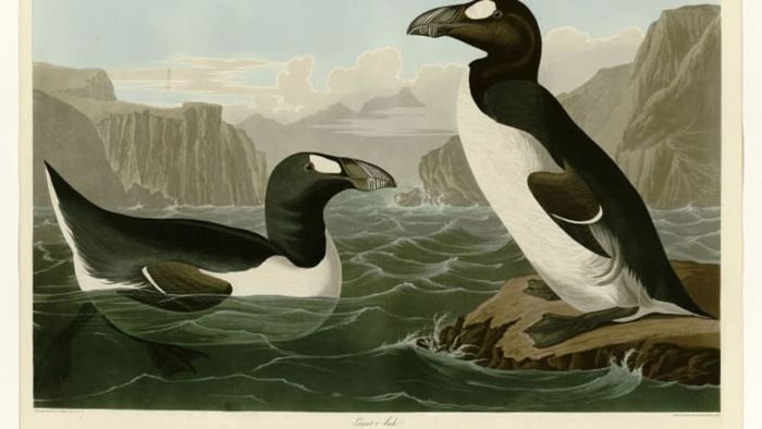 An illustration of great auks from 