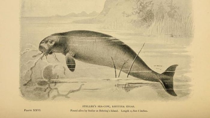 A 1896 illustration of Steller's sea cow.