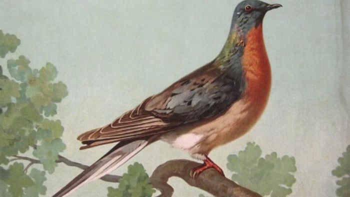 A 1908 illustration of the passenger pigeon by John Henry Hintermeister.
