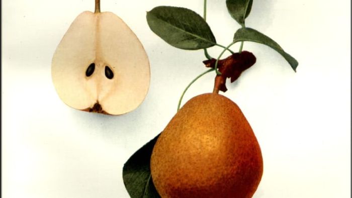 A depiction of the Ansault pear from 