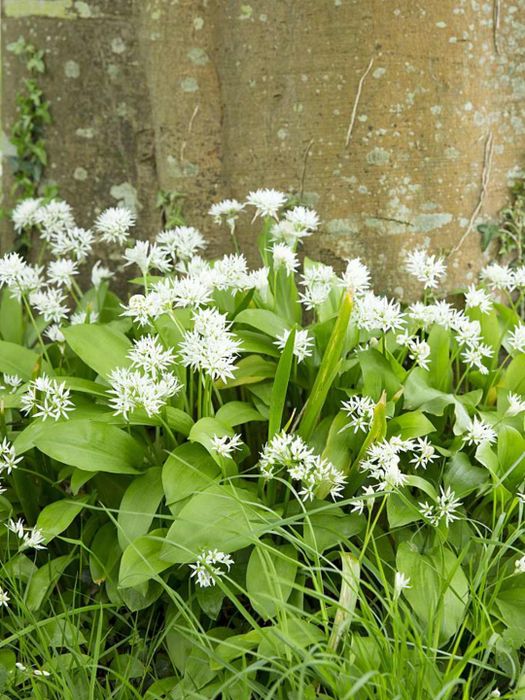 Wild Garlic, also known as Ramsons, in Somerset, UK