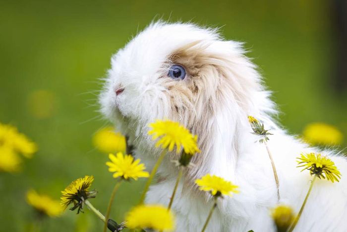 a white, long-haired rabbit in a field of dandelions