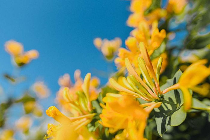 Japanese honeysuckle set against a clear blue sky