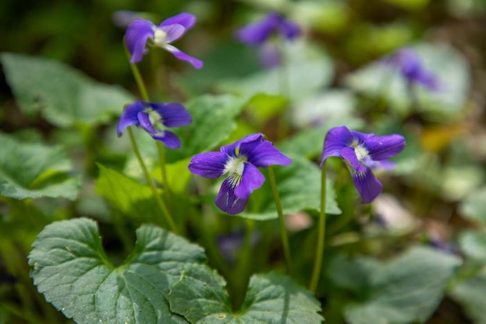 wild violet flowers