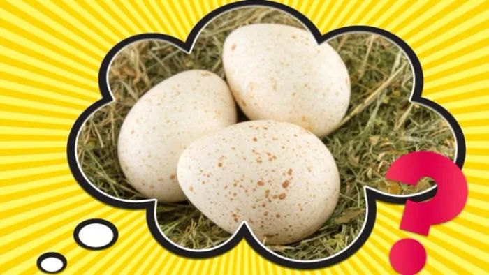 While turkey is a staple for festive meals, its eggs come with a price tag that makes them unsuitable for your morning scramble.