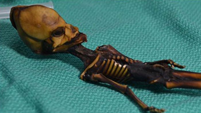 Atacama skeleton discovery