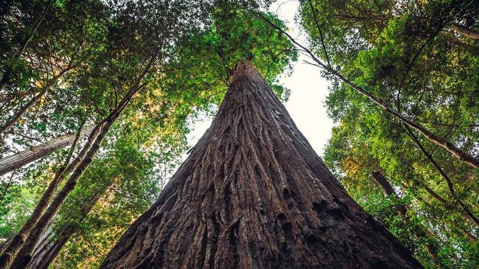 giant trees
