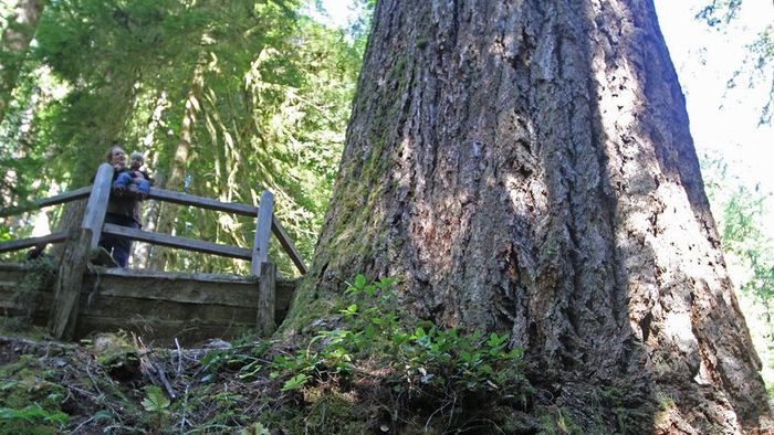giant trees