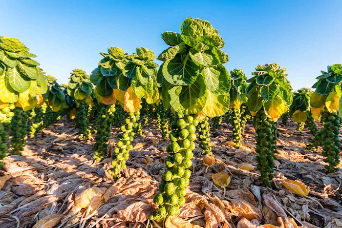 A Brussels sprouts field in Scotland.