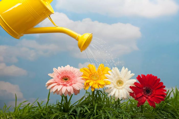 watering can and sunflowers