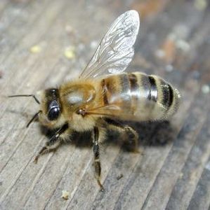 1-Bee Sting Solutions