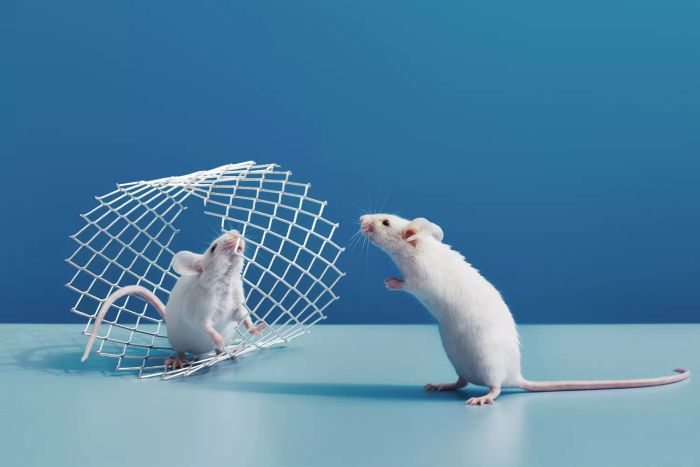 get-rid-of-mice-GettyImages-1550936829