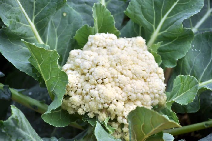 A close-up view of a white cauliflower head growing in a garden, surrounded by long, wavy green leaves