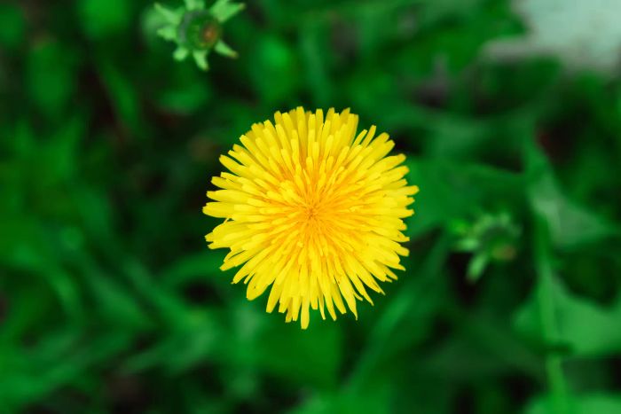 dandelion