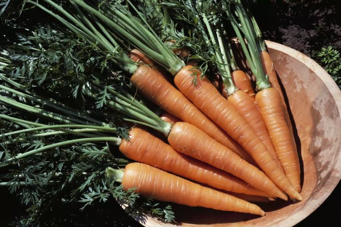 A bowl filled with vibrant carrots
