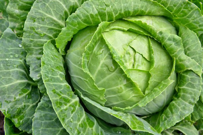 Cabbage Winter Garden