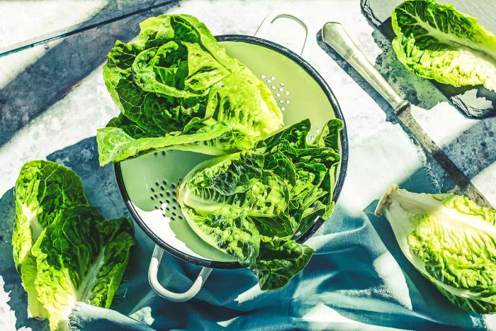 Top view of Romaine lettuce