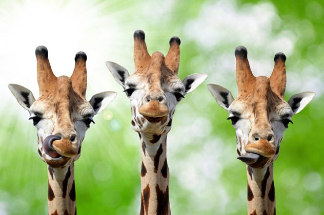5- giraffe