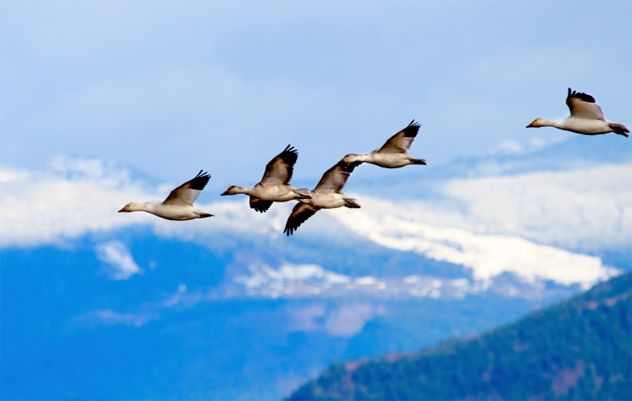 6- birds
