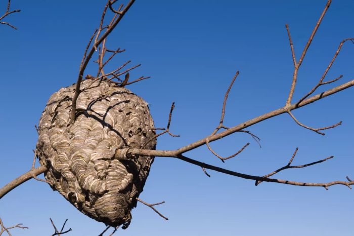 Hornet Nest