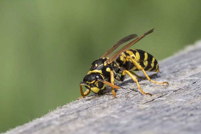 Wasp