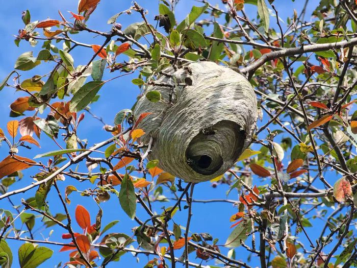 wasp-control-GettyImages-1527787337