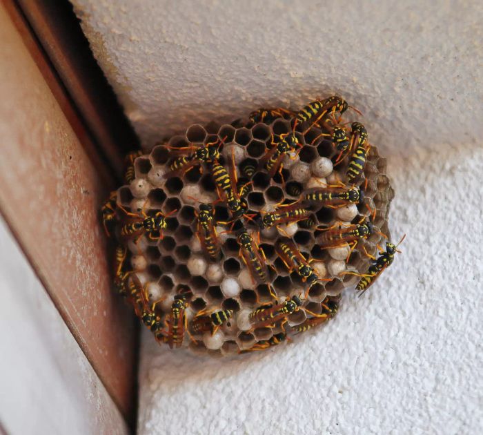 Paper Wasp Nest
