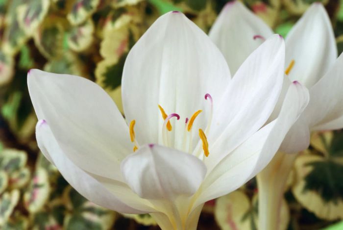 Autumn Crocus 'Innocence'