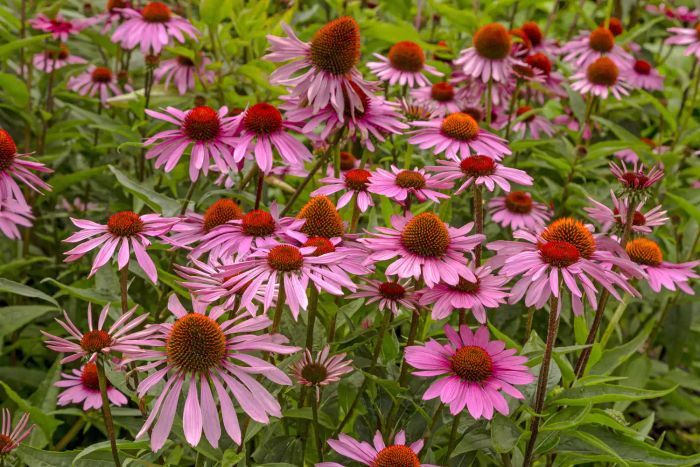 Echinacea flowers